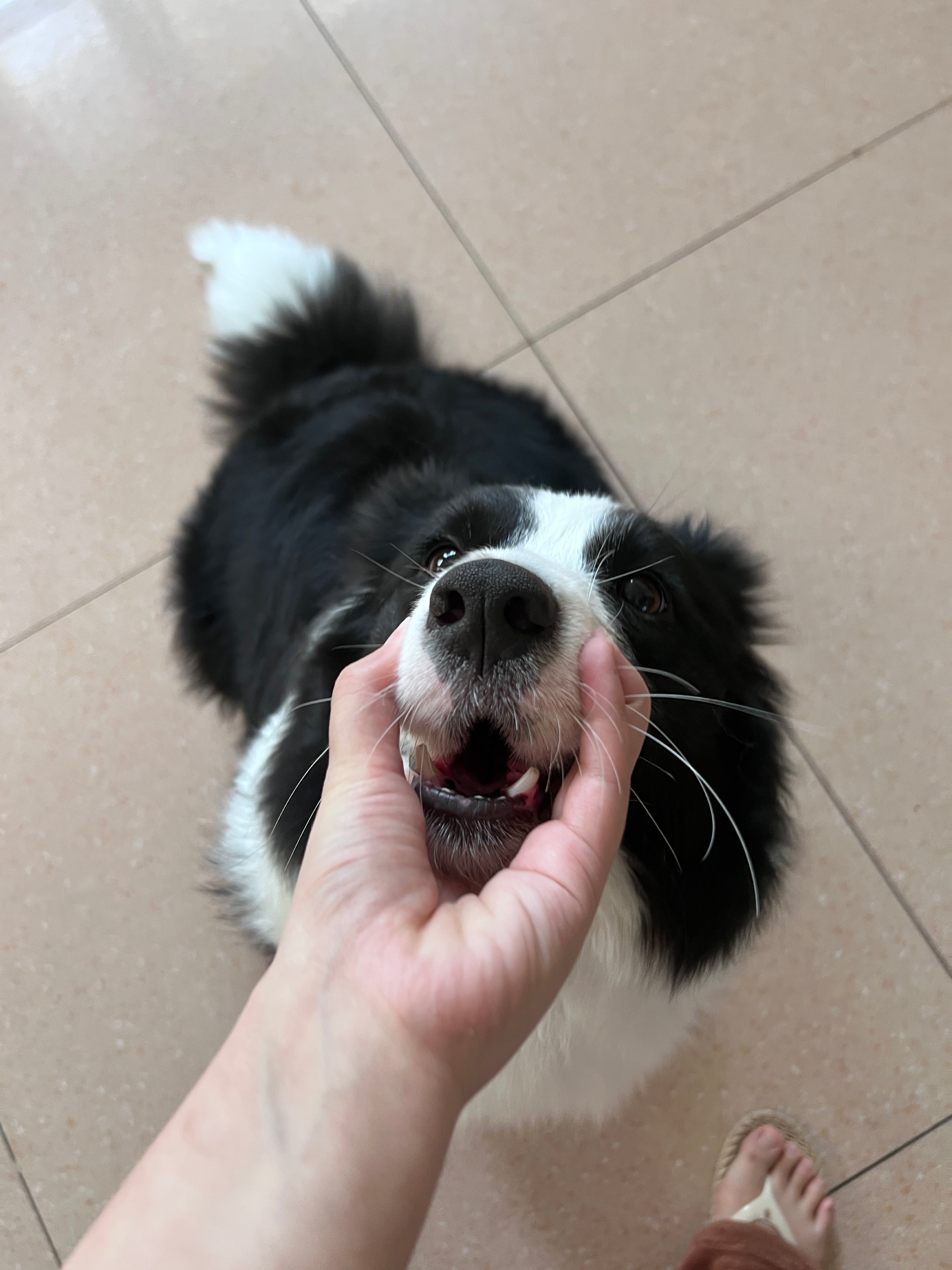 Gentle Groom Brush