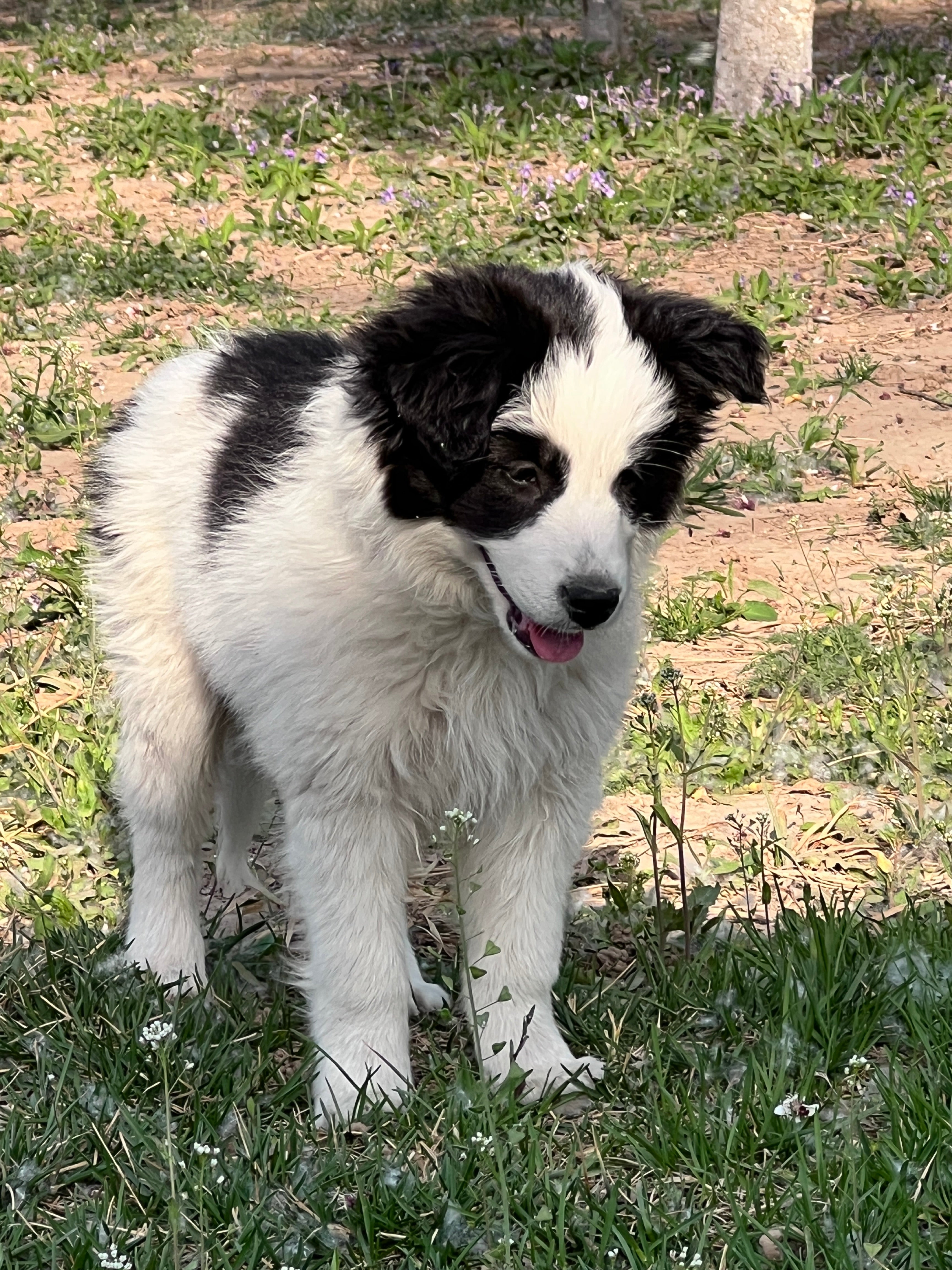 Durable Chew Toy